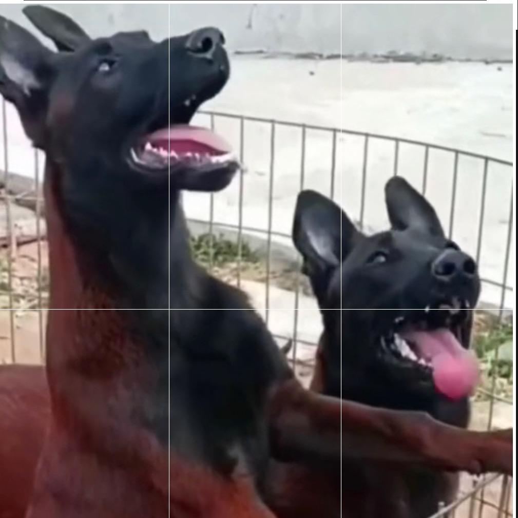 养犬快乐生活