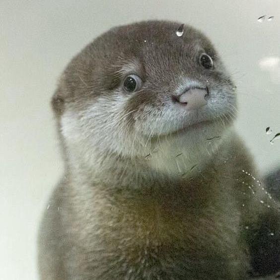 海獭先生(有关必回!)