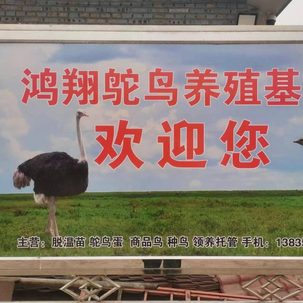 鸿翔鸵鸟养殖地