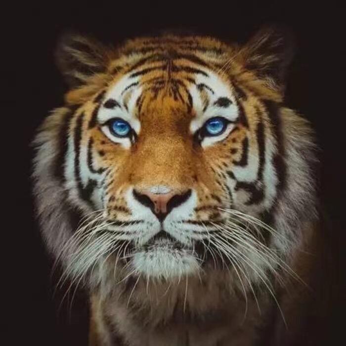 小老虎 🐯