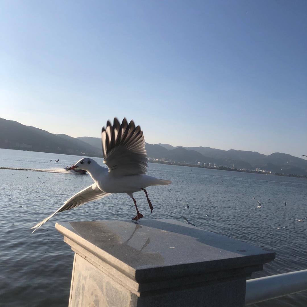 小橙子成长记