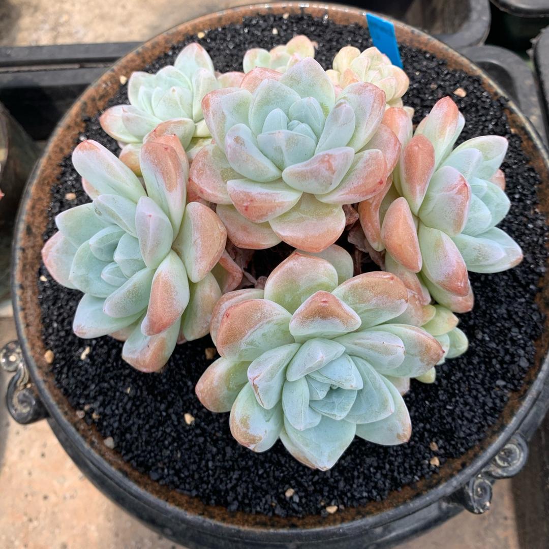 悠然精品多肉