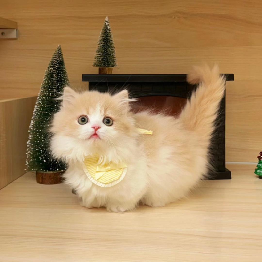 💞喵喵（主页零养）