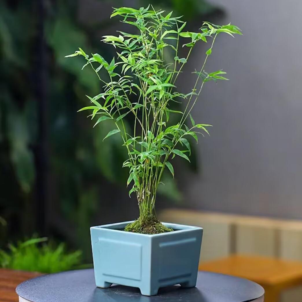 元湖陶艺花盆