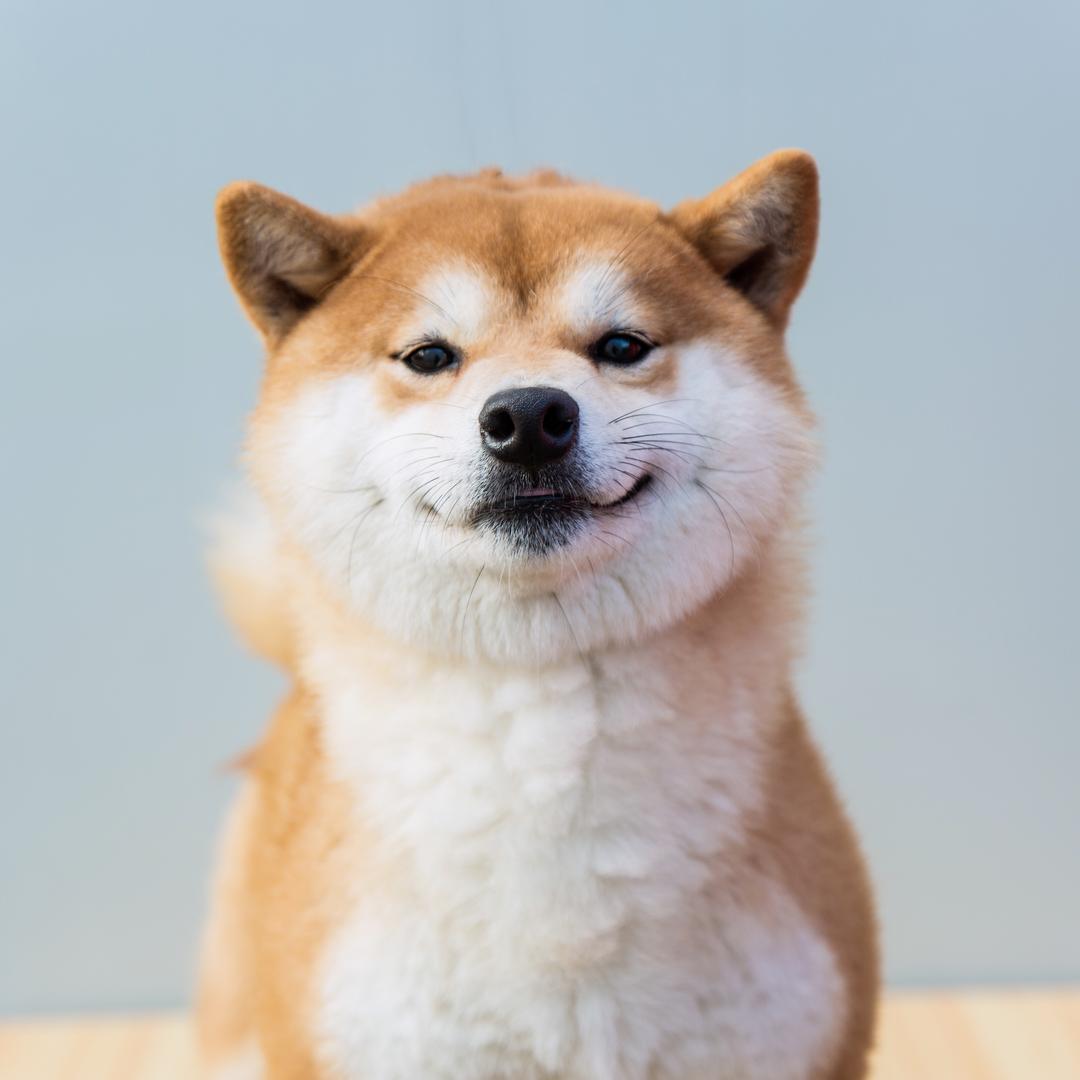 浙江柴犬公社企业店