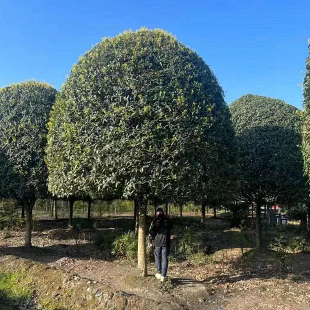 千朗桂花批发