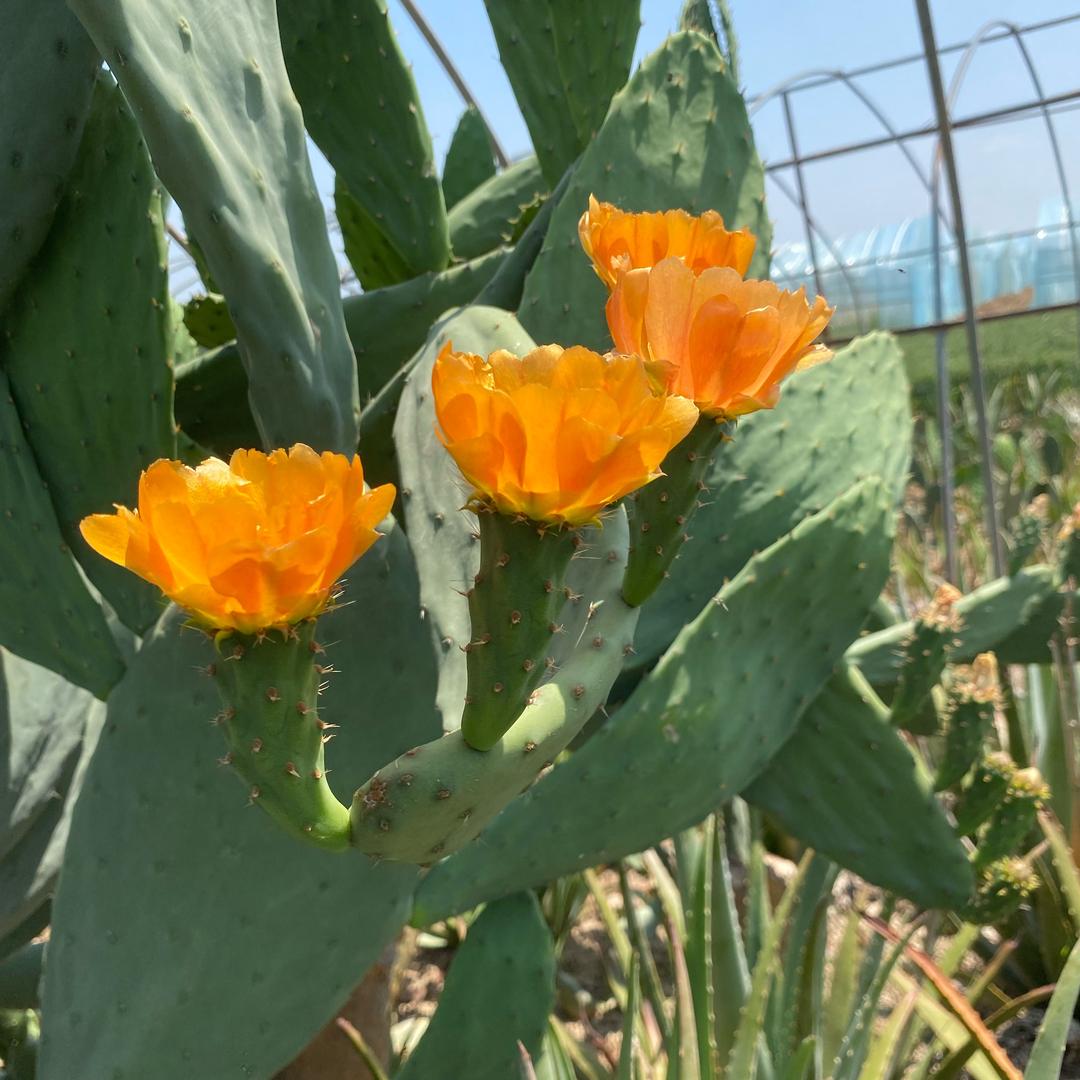 浙东水果仙人掌种植基地