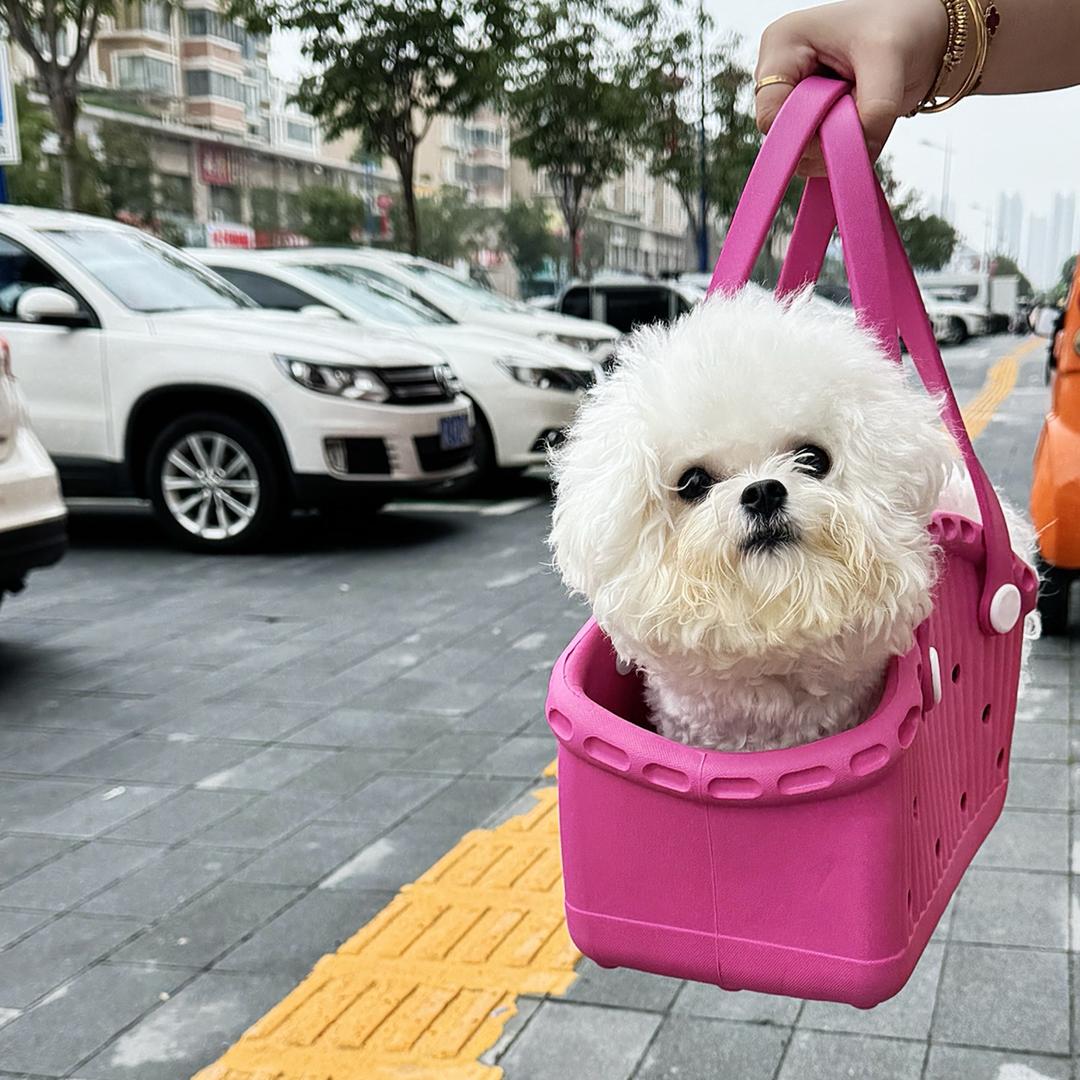 小帅韩系比熊《主理人》