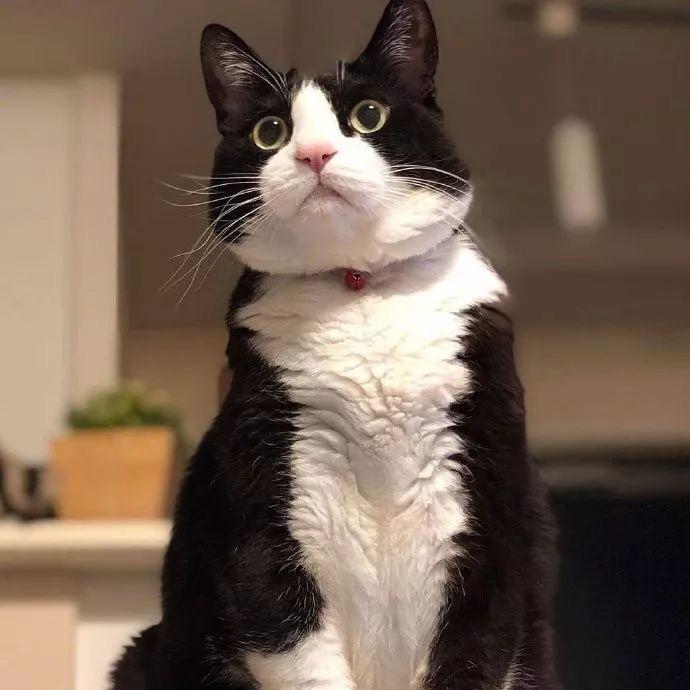 懂猫帝🐱