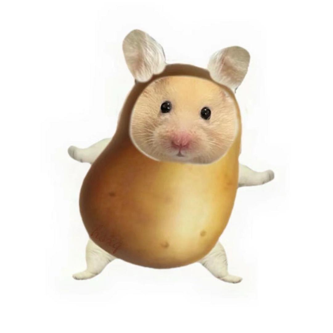 一只土豆鼠