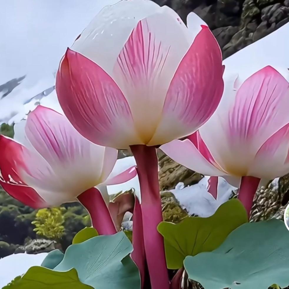 比木愚