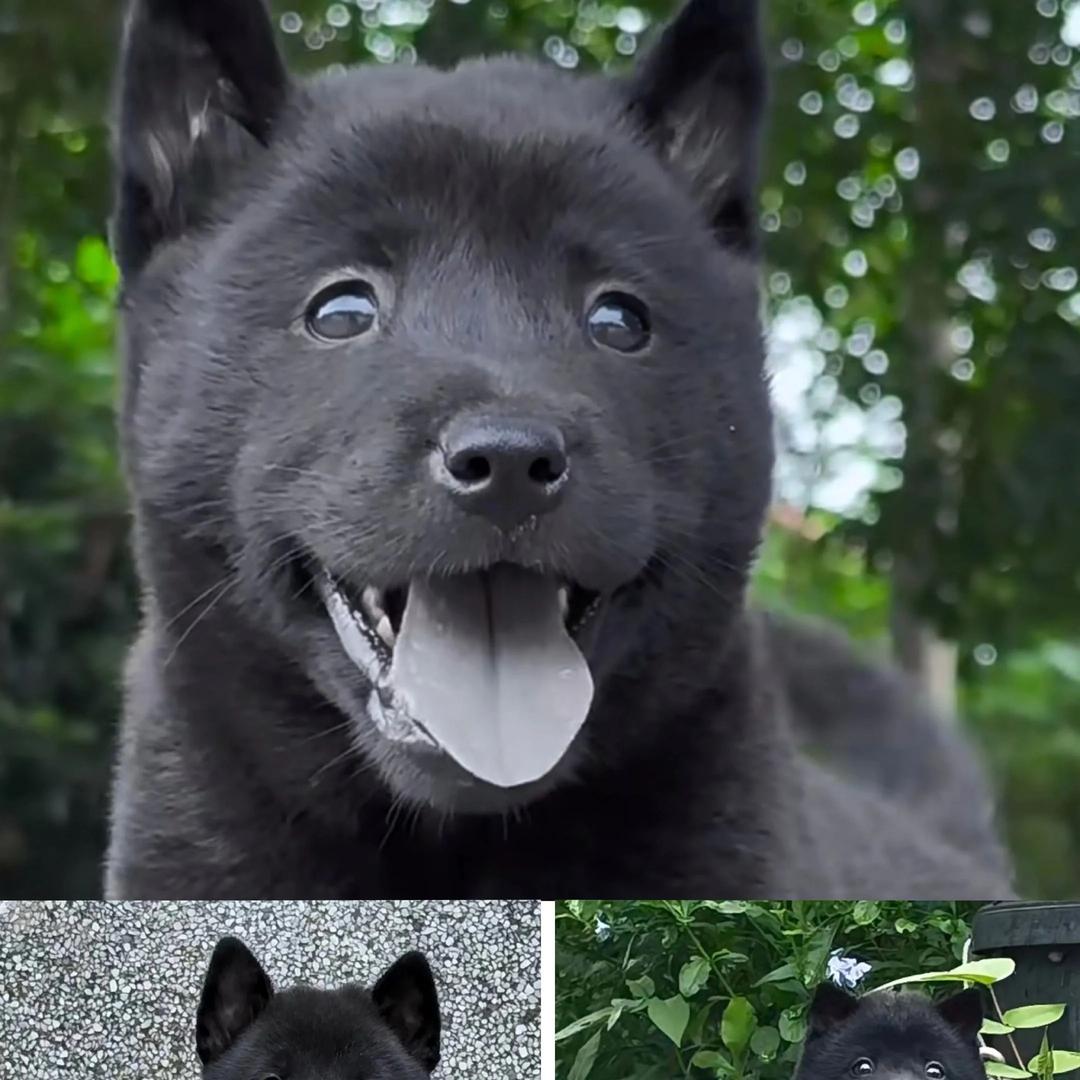 五黑五红犬繁育基地