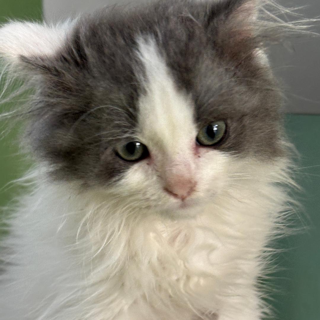 猫咪有个江湖梦