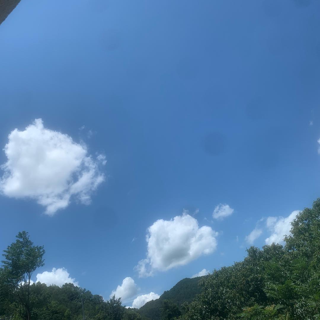 骑在牛上的蜗牛