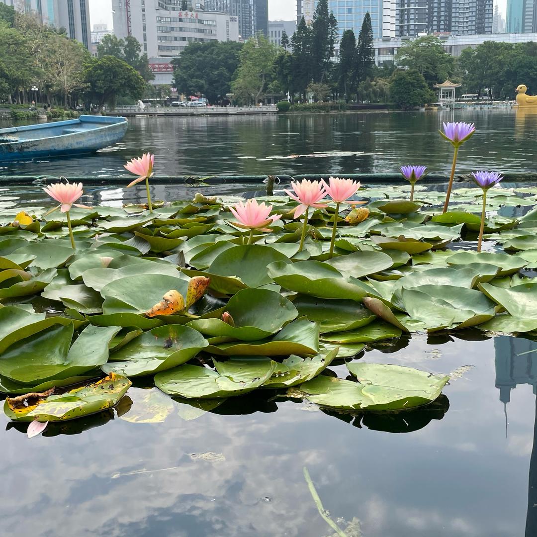 会发光的萤火虫
