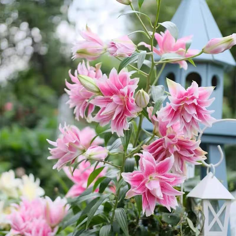 花时光花卉园艺