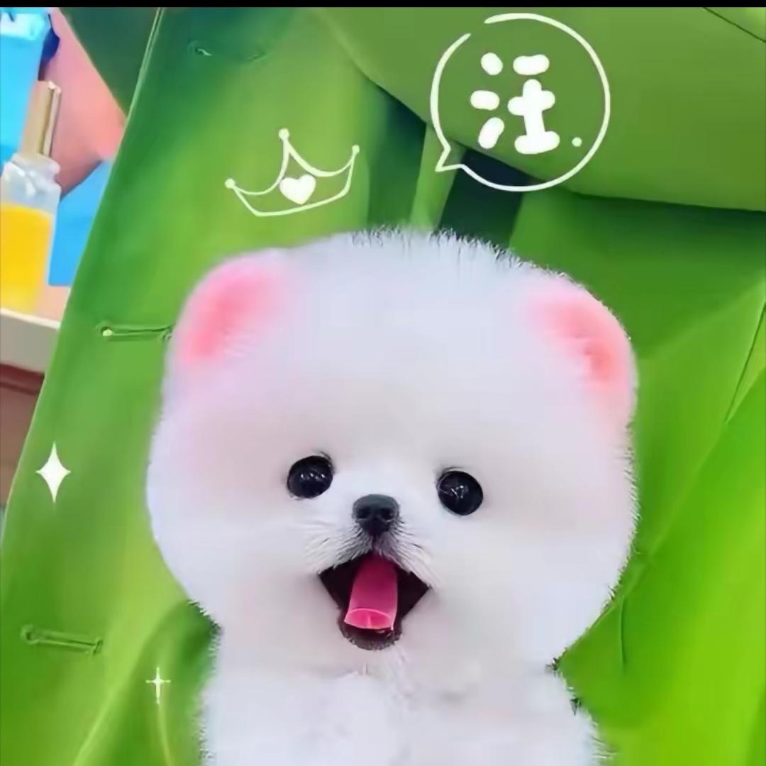 甜甜博美茶杯犬