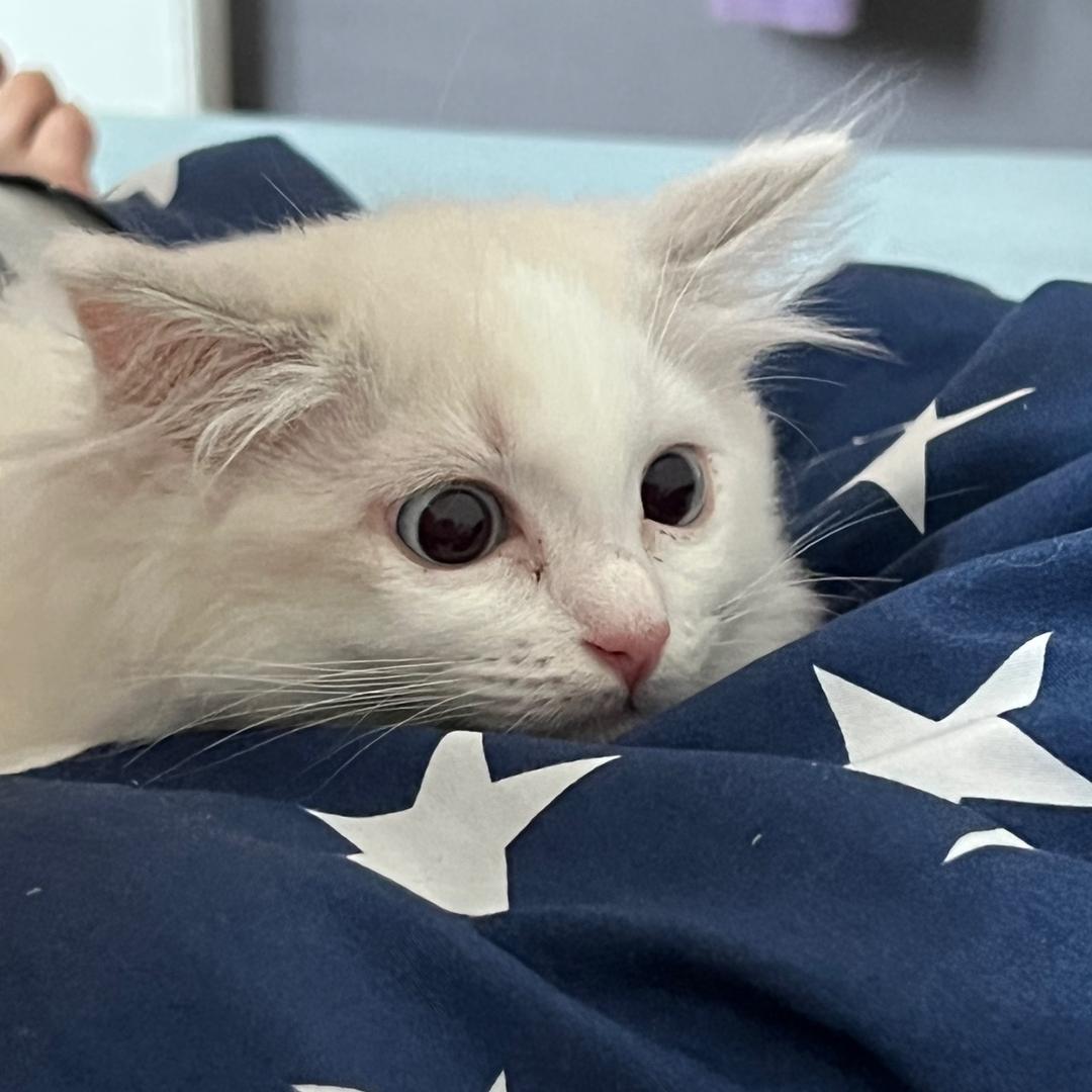 菠萝德国历险记