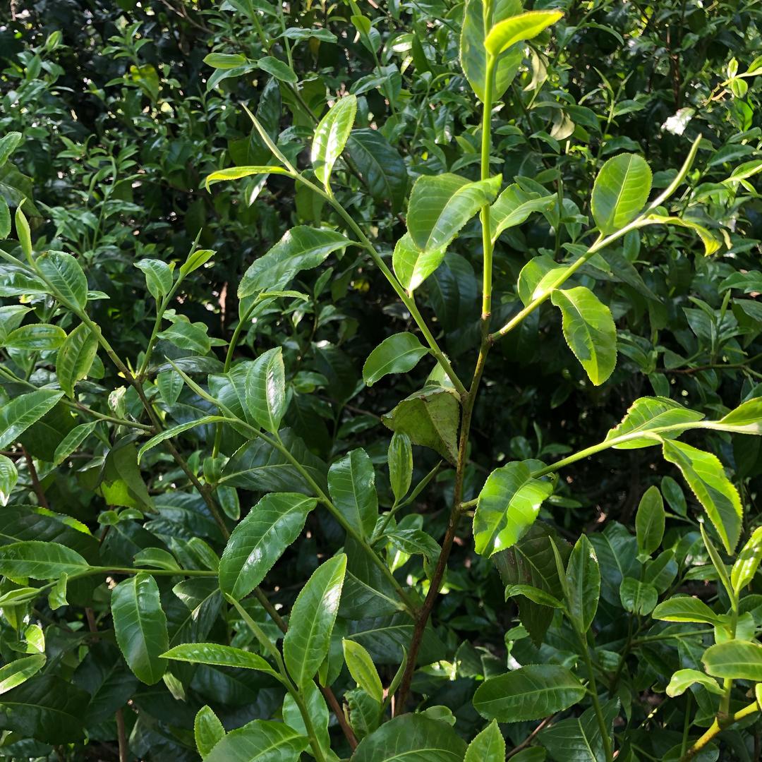 我是农村做茶人  我做的是手工古树茶