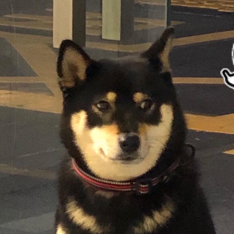 爱做白日梦的猪