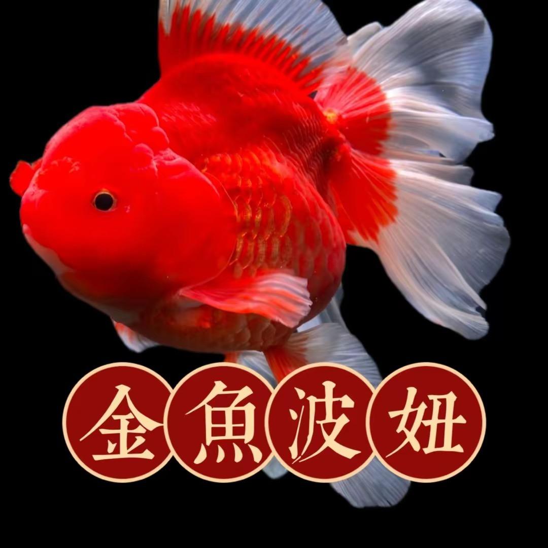 金鱼波妞二号