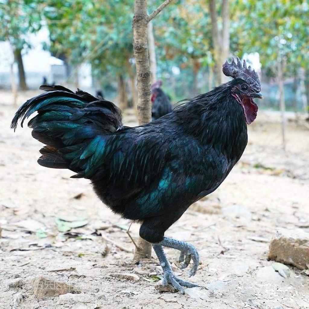 小王农村跑山鸡