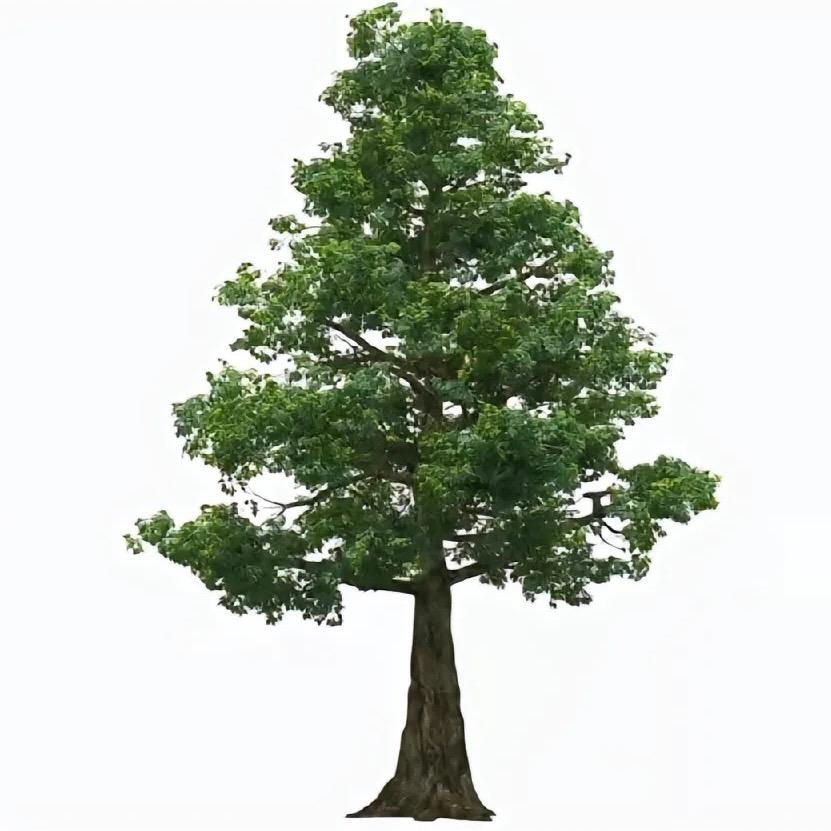 夜来香烧烤官方号