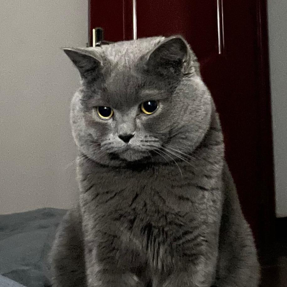 二月是只喵🐈‍⬛