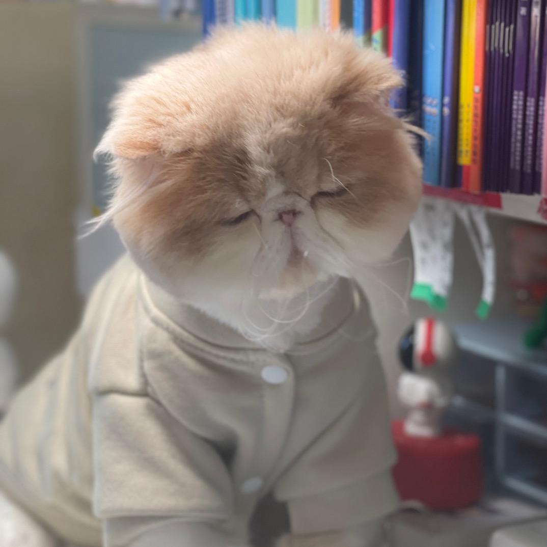 虎头虎脑的虎子
