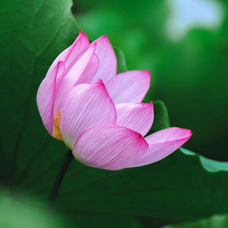 李萍