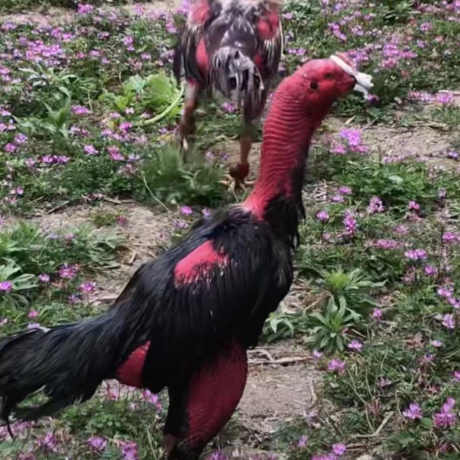 杨家军团在越南