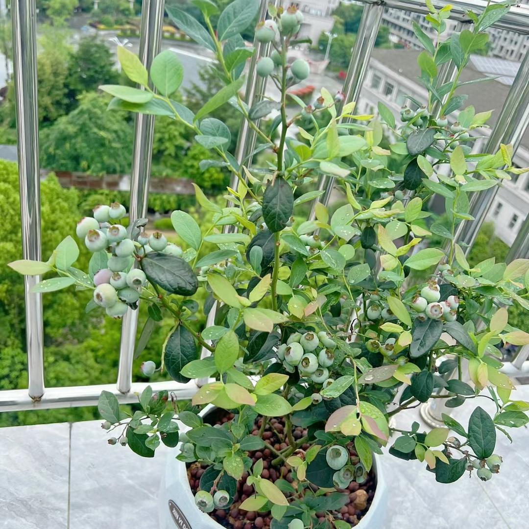 柚萝华敏果树苗木专卖店