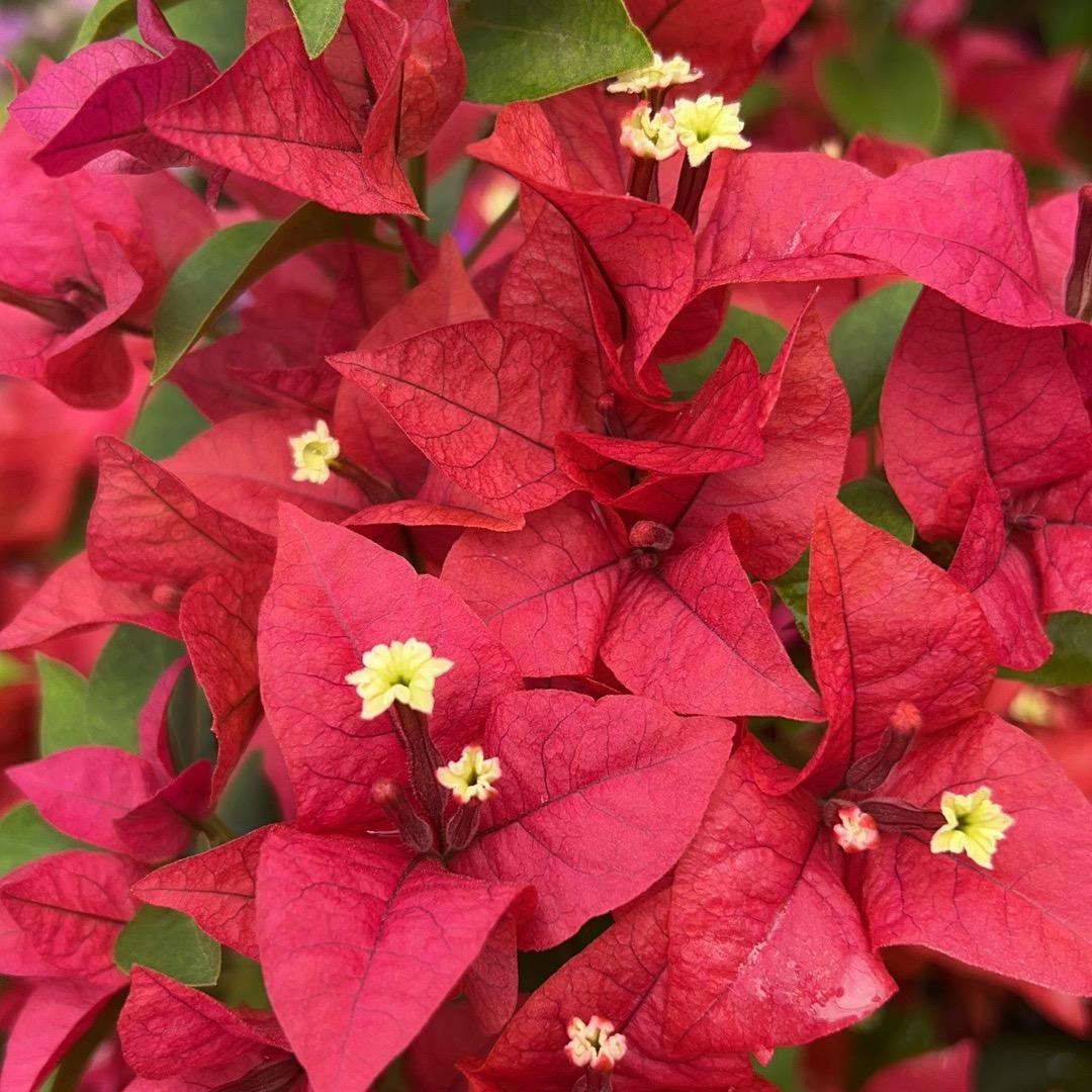 思源花卉1