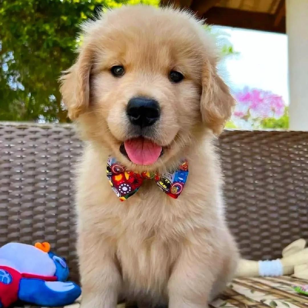 齐鲁金毛培育基地