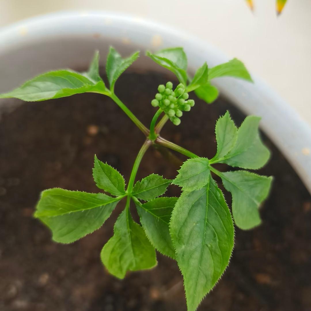 智慧种植老李