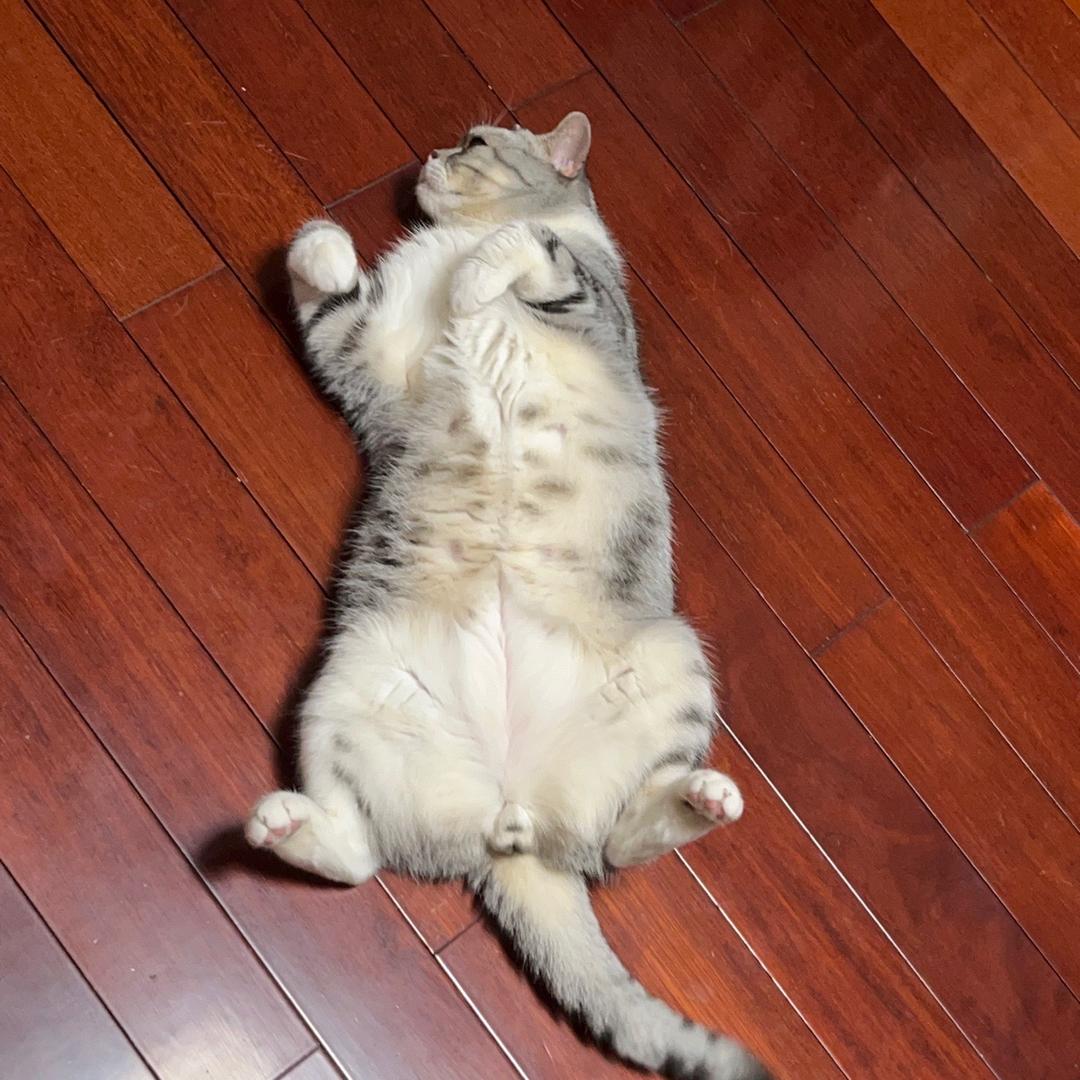 王大禹