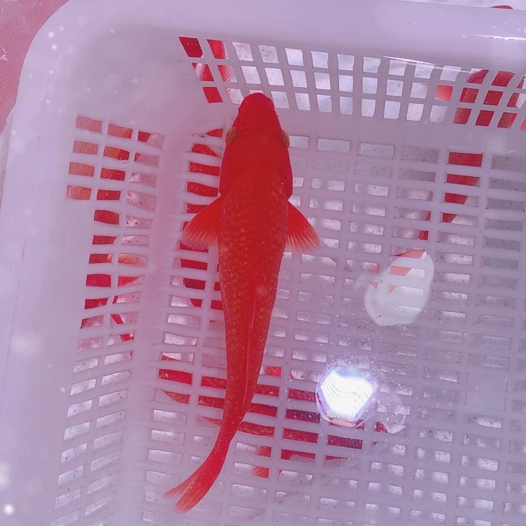 甜甜火鲤甄选店