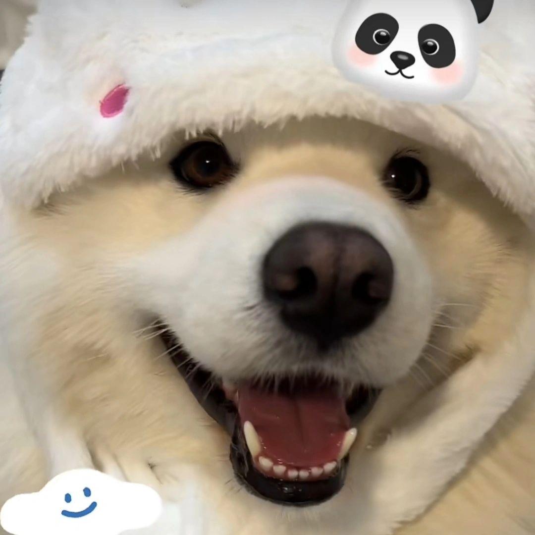 思玉丹