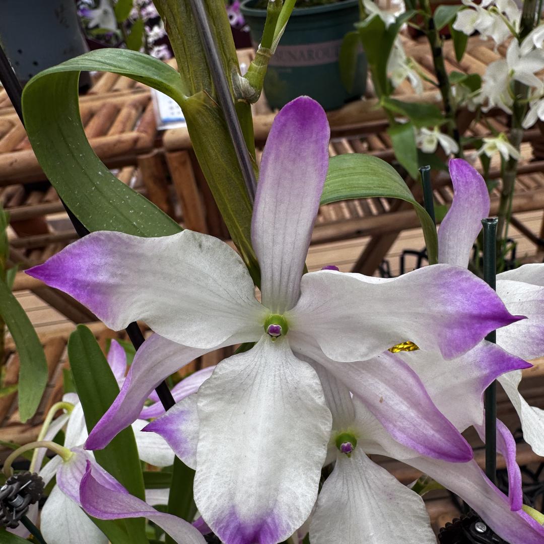 阿正石斛兰基地