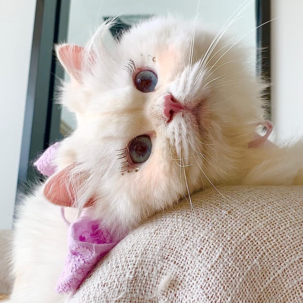小静陪猫长大
