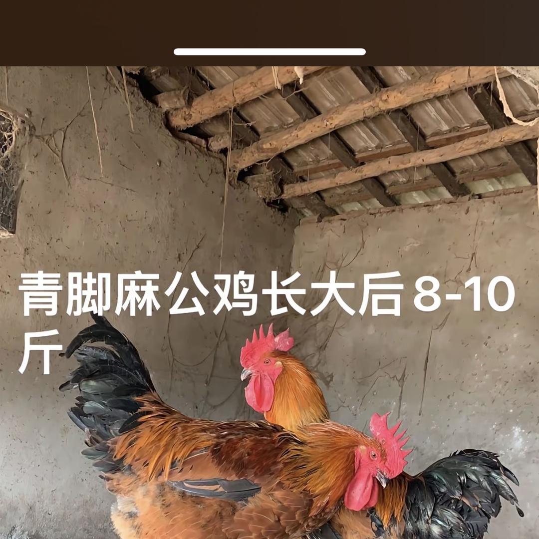 散养土鸡