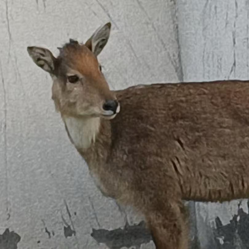 珠穆朗玛峰巡逻日记