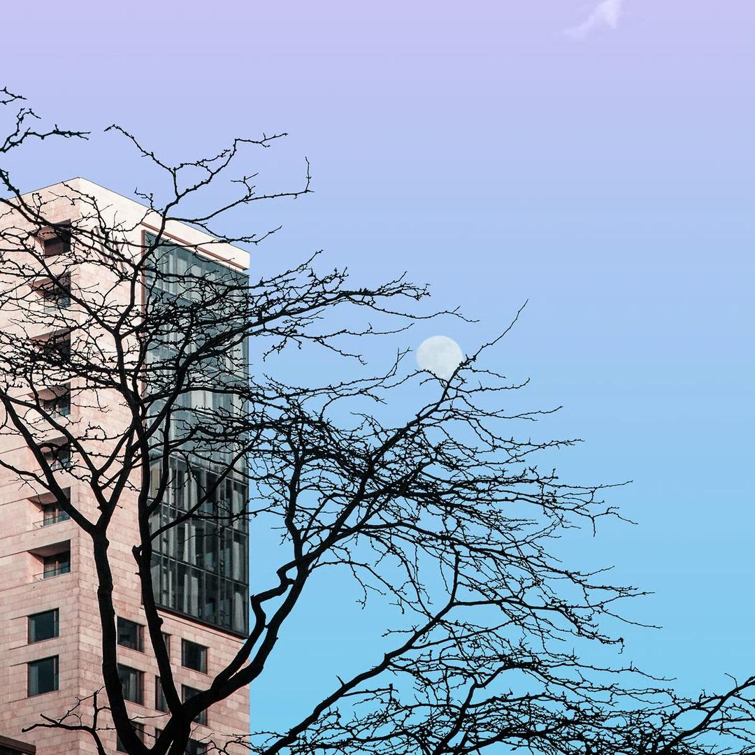 隆尧庆彬精品苗圃