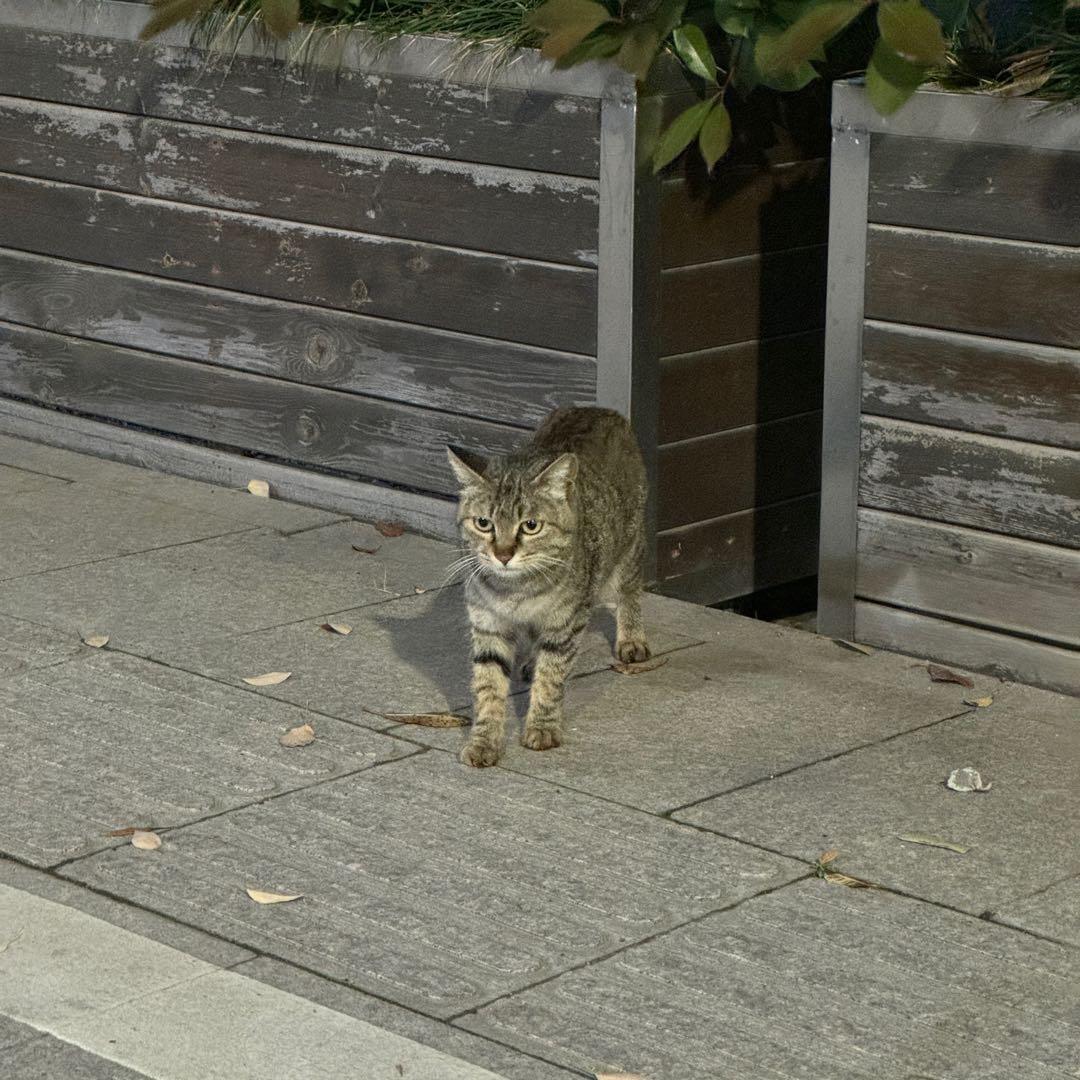 麦辣猫翅