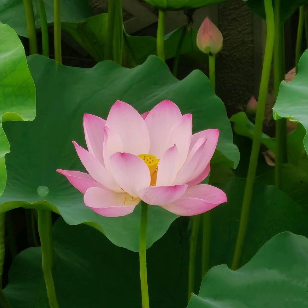 丁薛菲