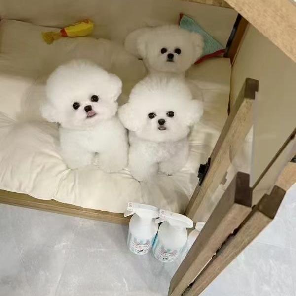 倾伊旺旺狗