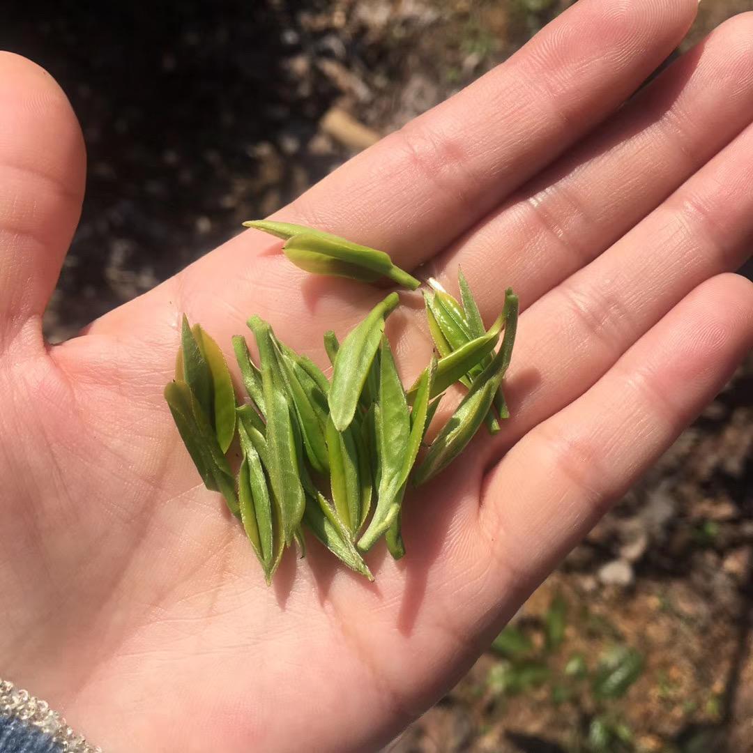月芽儿