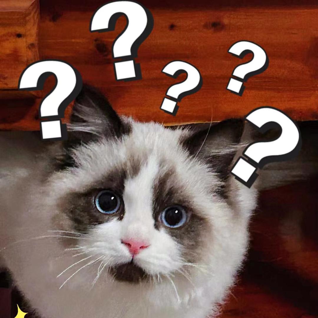 布偶惊讶猫～胖球