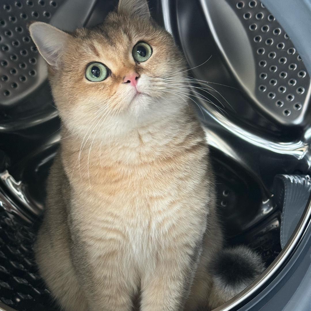 崽崽是只猫