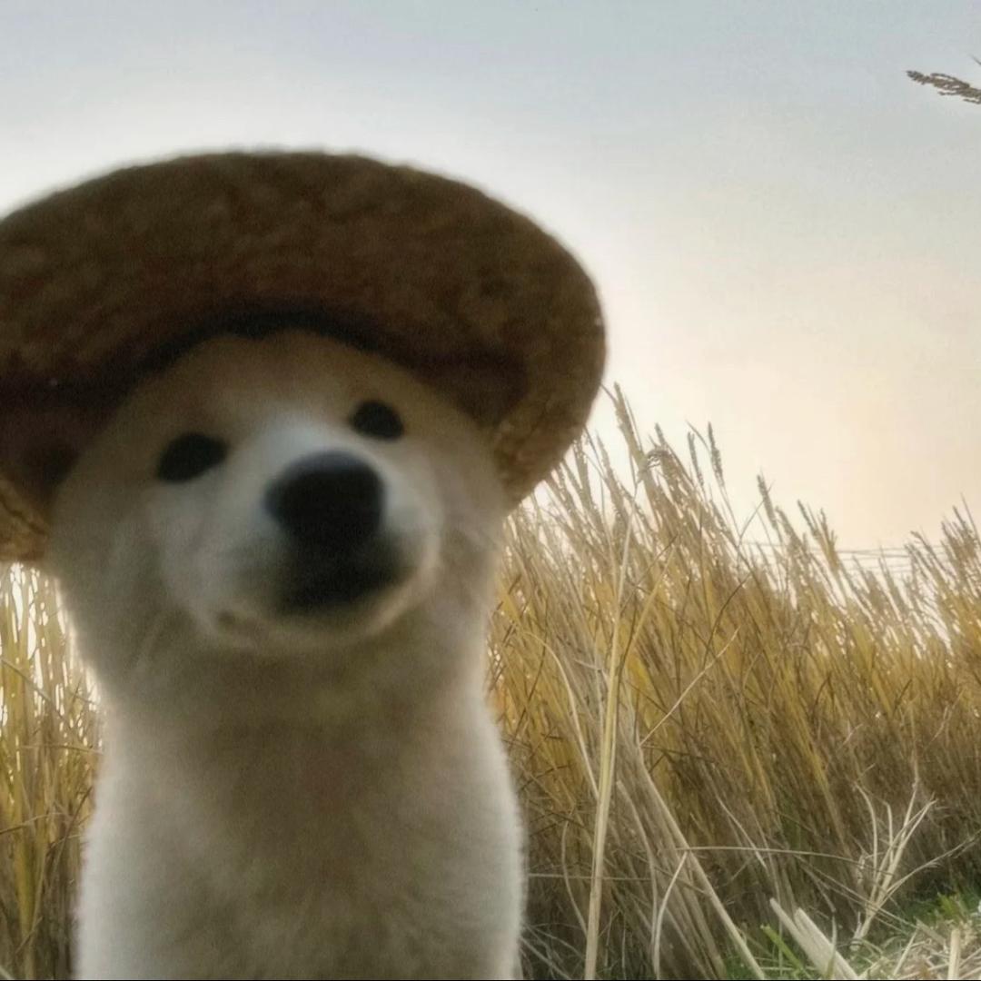 辉至远